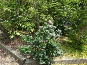 ６月の植木の様子