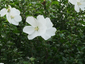 ６月の植木の様子