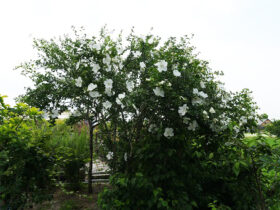 ６月の植木の様子