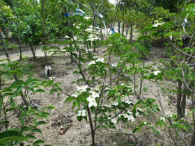６月の植木の様子