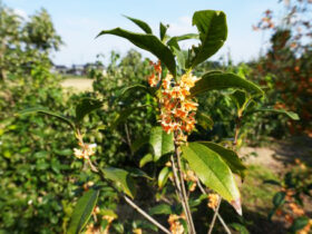 １１月の植木の様子