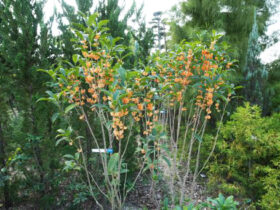 １１月の植木の様子