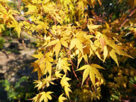 １１月の植木の様子