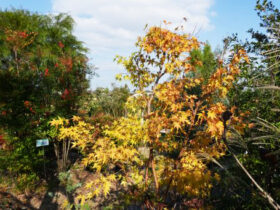 １１月の植木の様子