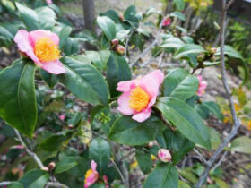 １１月の植木の様子