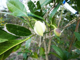１１月の植木の様子