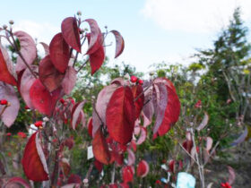 １１月の植木の様子
