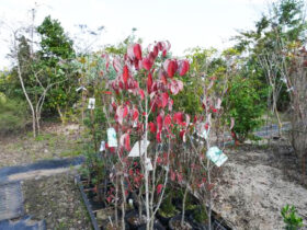 １１月の植木の様子