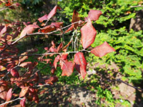 １１月の植木の様子