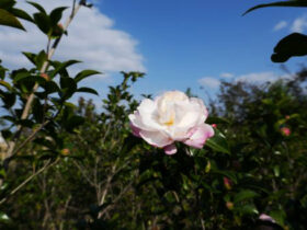 １１月の植木の様子