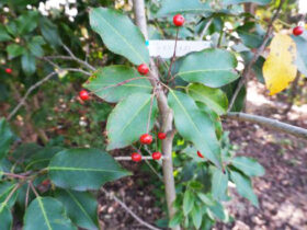 １１月の植木の様子