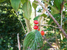 １１月の植木の様子