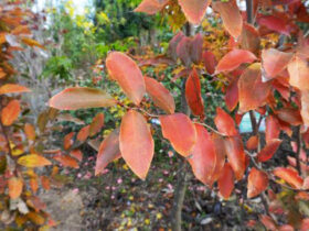 １１月の植木の様子