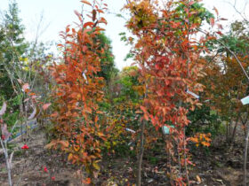 １１月の植木の様子