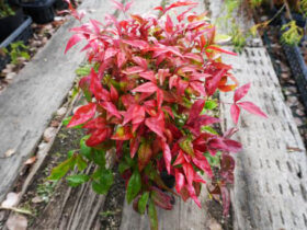 １１月の植木の様子