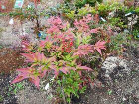 １１月の植木の様子