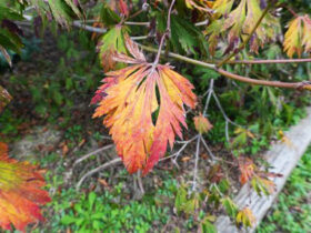 １１月の植木の様子