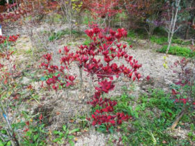 １１月の植木の様子