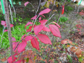 １１月の植木の様子