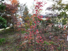 １１月の植木の様子