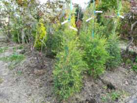 １１月の植木の様子