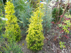 １１月の植木の様子