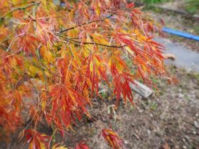 １１月の植木の様子