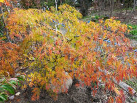 １１月の植木の様子