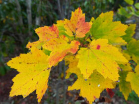 １１月の植木の様子