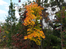 １１月の植木の様子