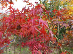 １１月の植木の様子