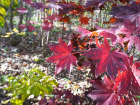 １１月の植木の様子