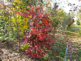 １１月の植木の様子