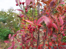 １１月の植木の様子