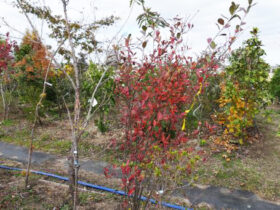 １１月の植木の様子