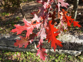 １１月の植木の様子