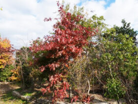 １１月の植木の様子