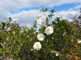 １１月の植木の様子