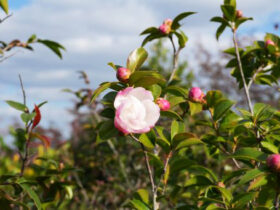 １１月の植木の様子