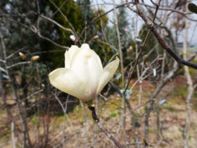 ３月の植木の様子