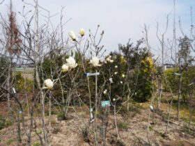 ３月の植木の様子