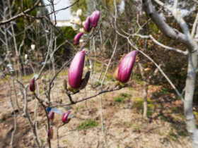 ３月の植木の様子