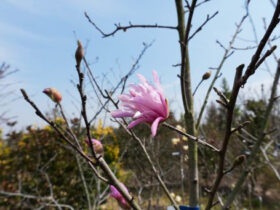 ３月の植木の様子