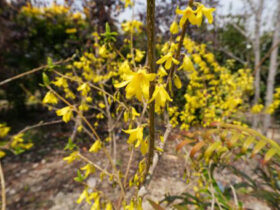 ３月の植木の様子