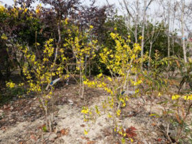 ３月の植木の様子