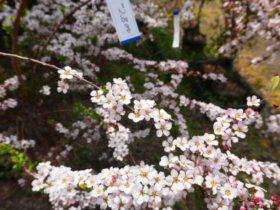３月の植木の様子