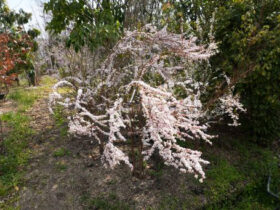 ３月の植木の様子