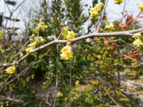 ３月の植木の様子