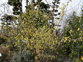 ３月の植木の様子