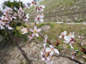 ３月の植木の様子